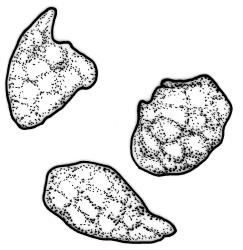 Pohlia camptotrachela, gemmae. Drawn from J. Child 5833, CHR 430885.
 Image: R.C. Wagstaff © Landcare Research 2020 CC BY 4.0